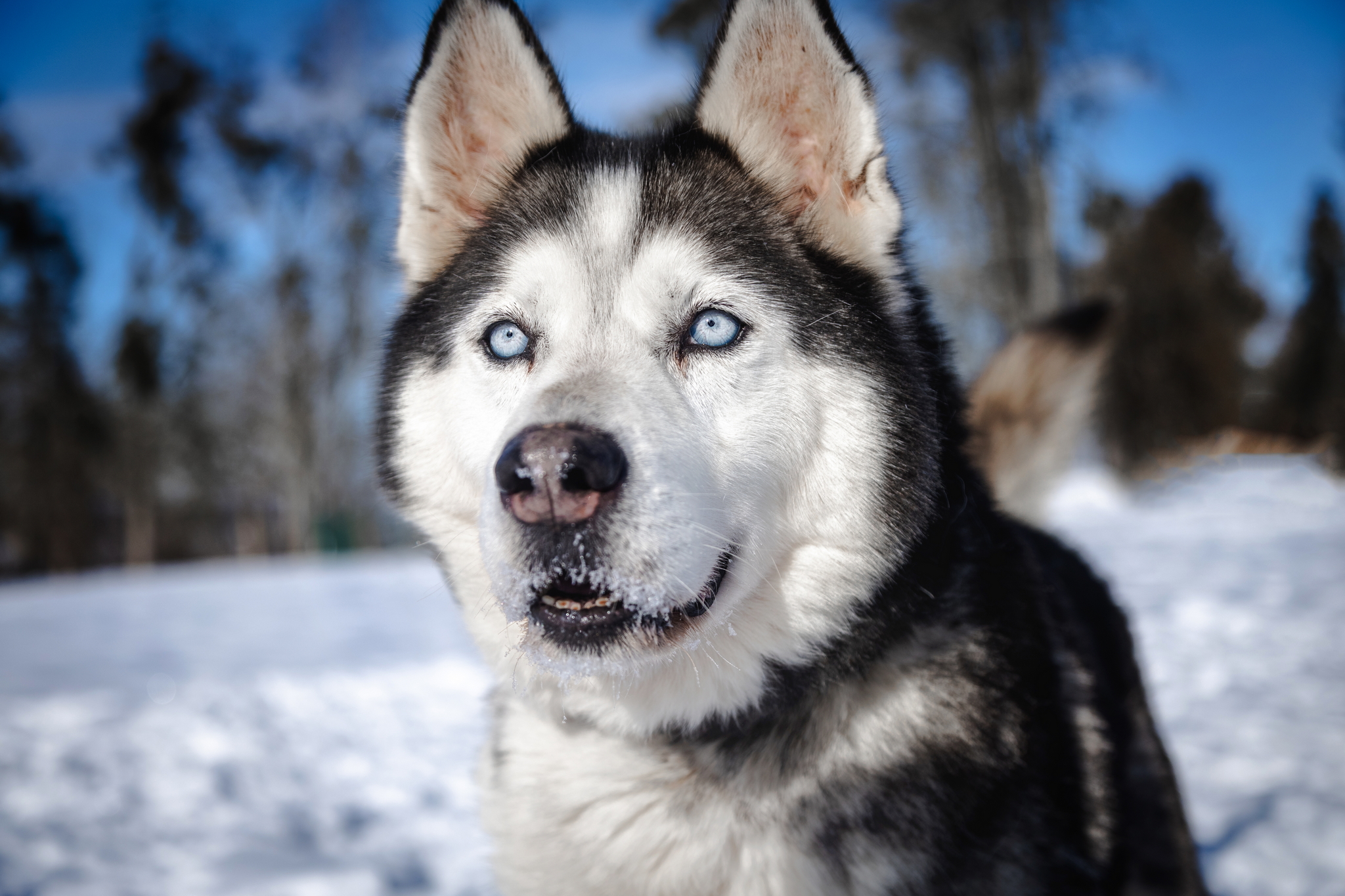 ŽYDRŪNAS - Image 3