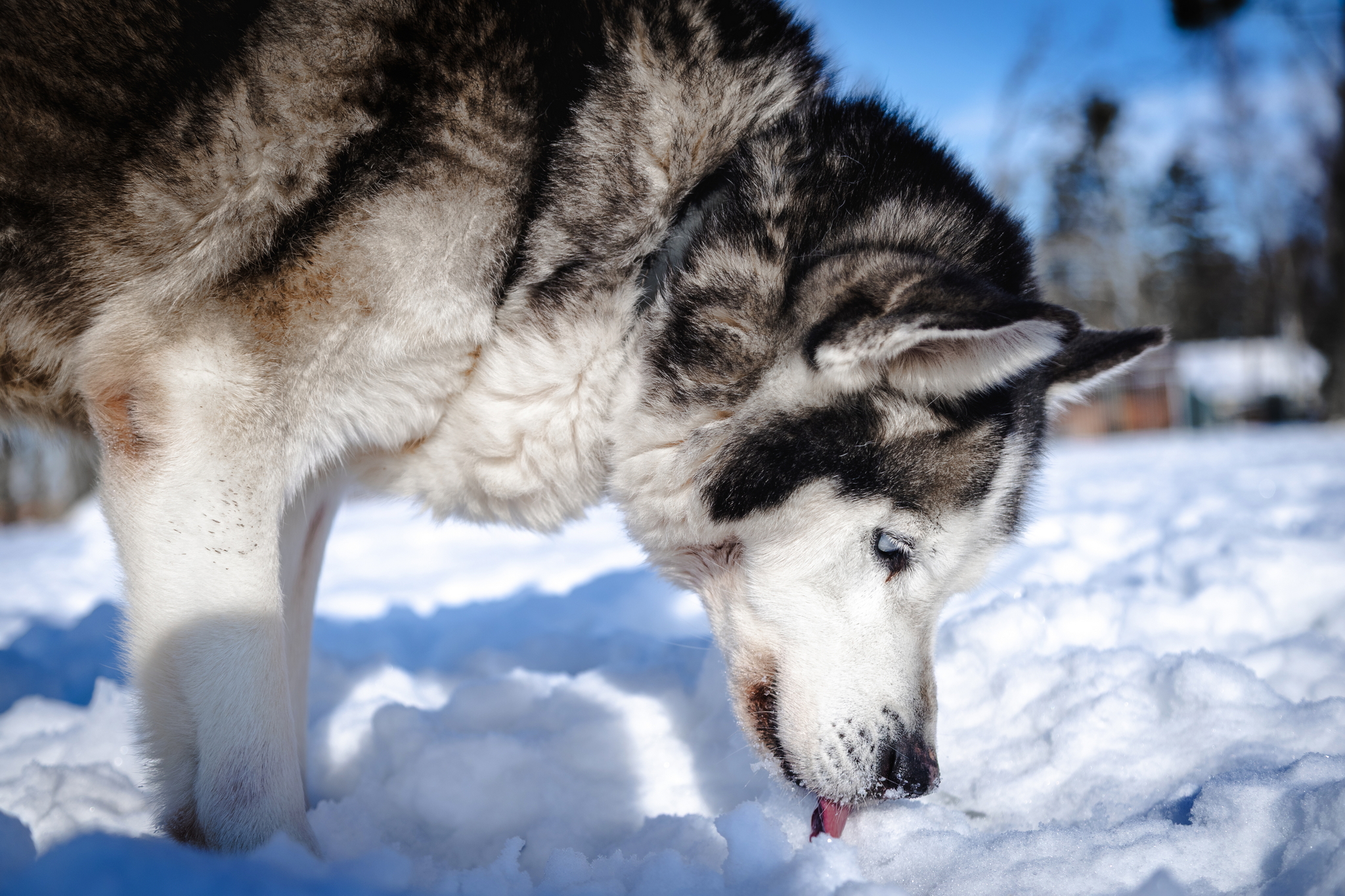 ŽYDRŪNAS - Image 4