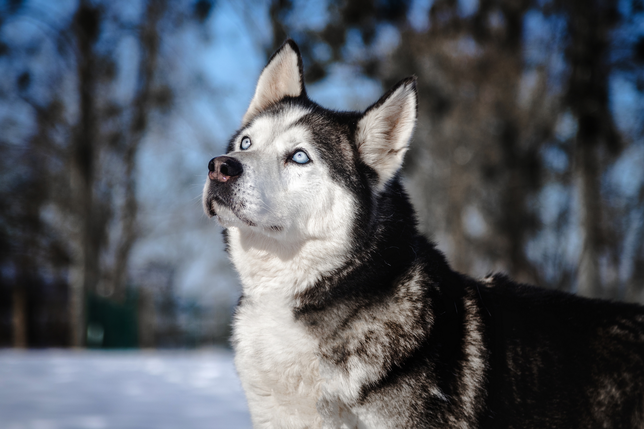 ŽYDRŪNAS - Image 5