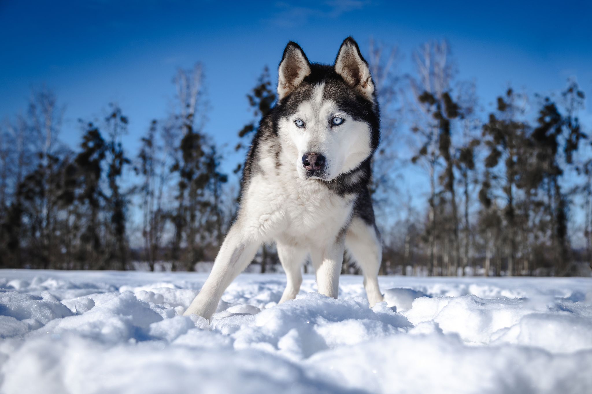 ŽYDRŪNAS - Image 6