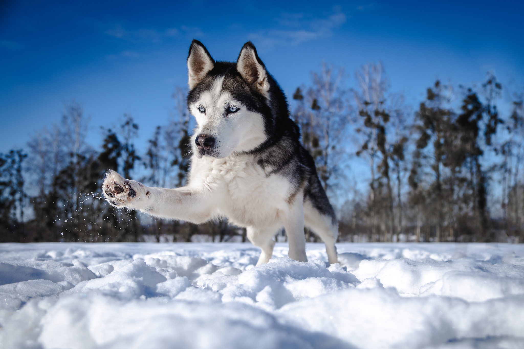 ŽYDRŪNAS - Image 2