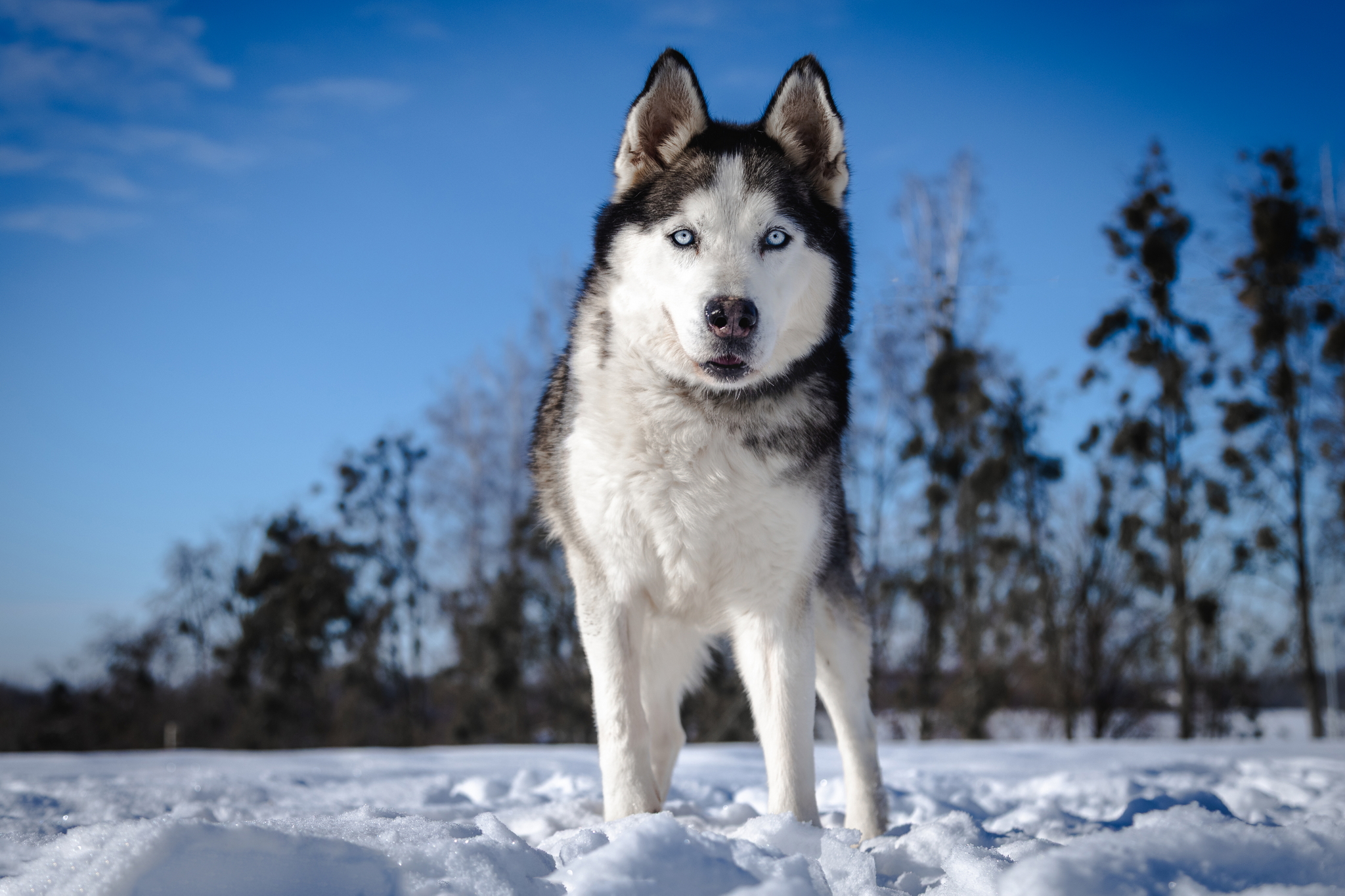 ŽYDRŪNAS - Image 7