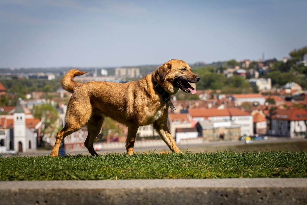 POKIS - Image 3