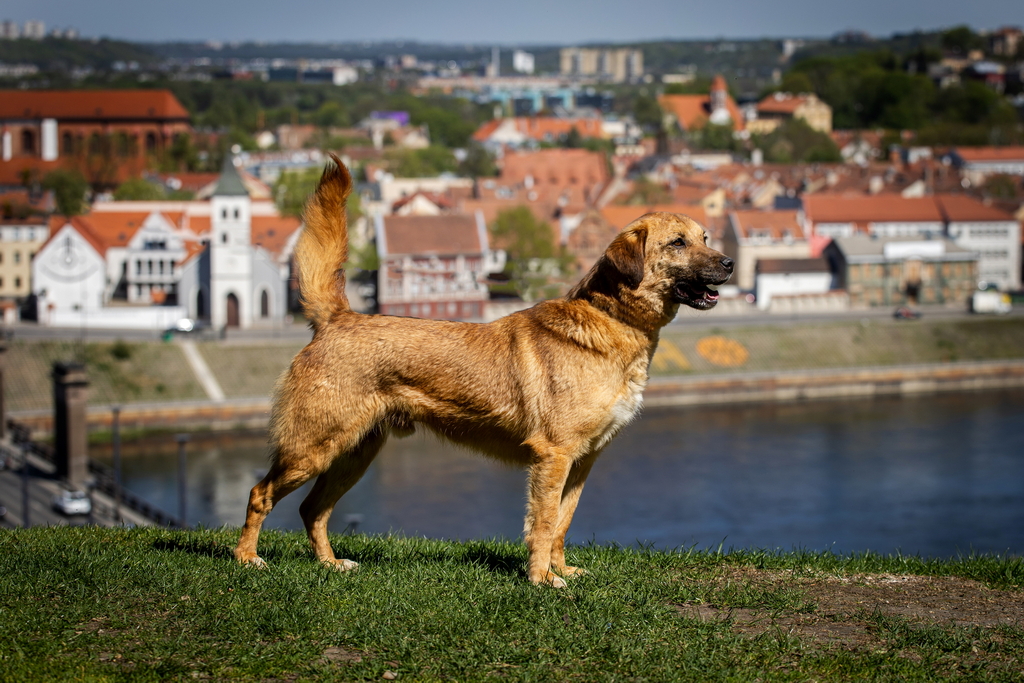 POKIS - Image 6