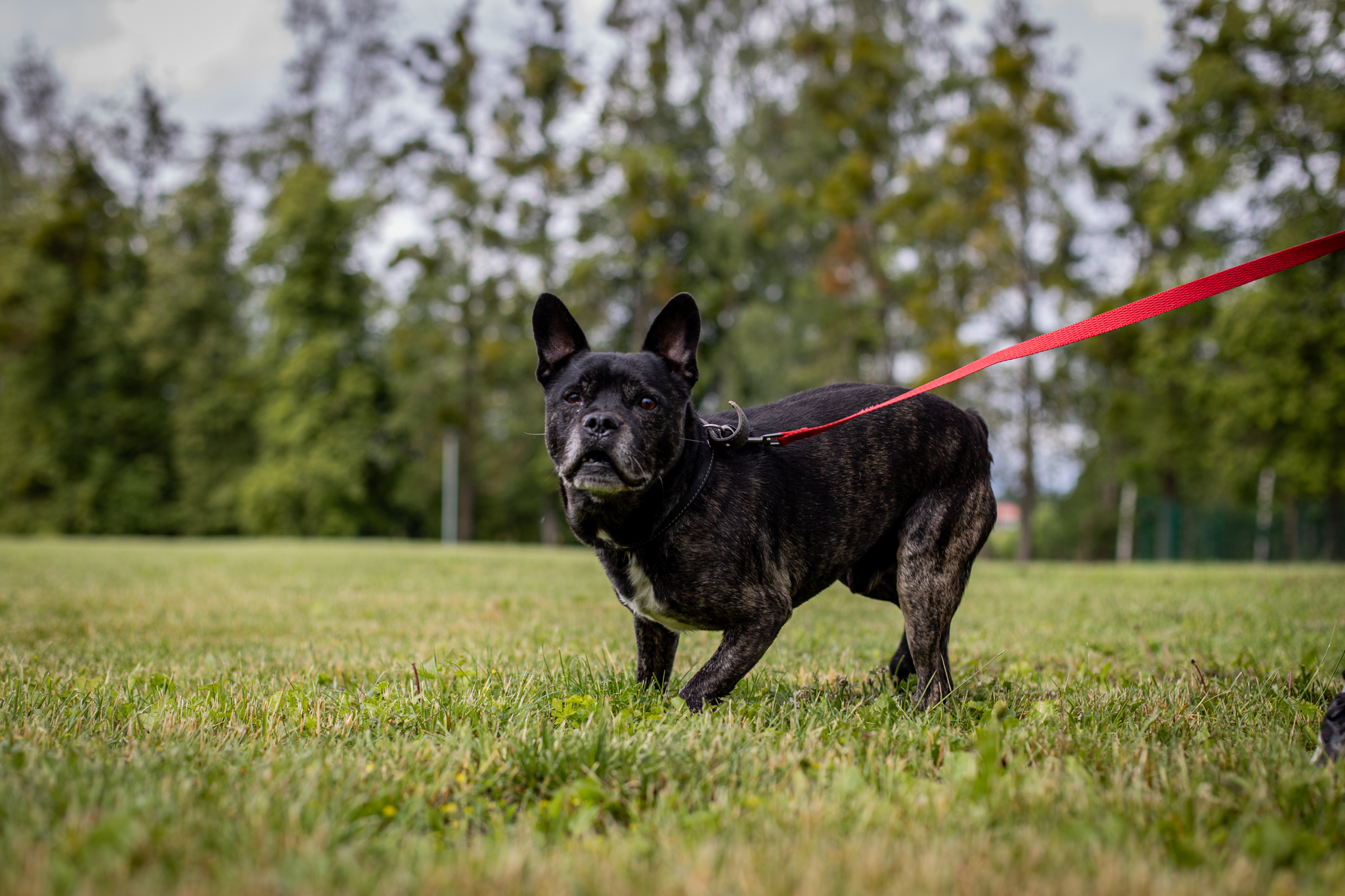 TOBIS - Image 7