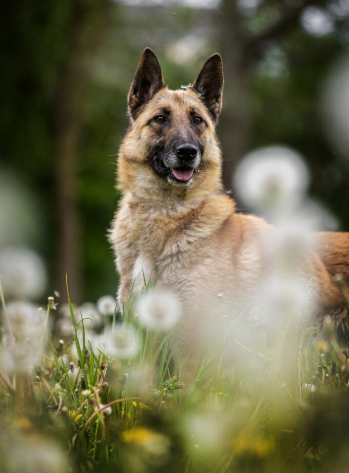 AKELA