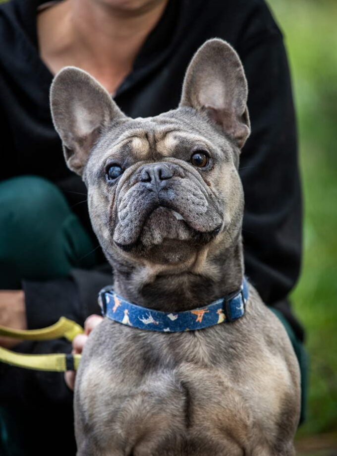 BRUNO