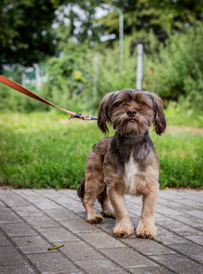 PUPIS
